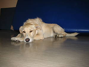 Dies ist unser Therapiehund Vinello!!!